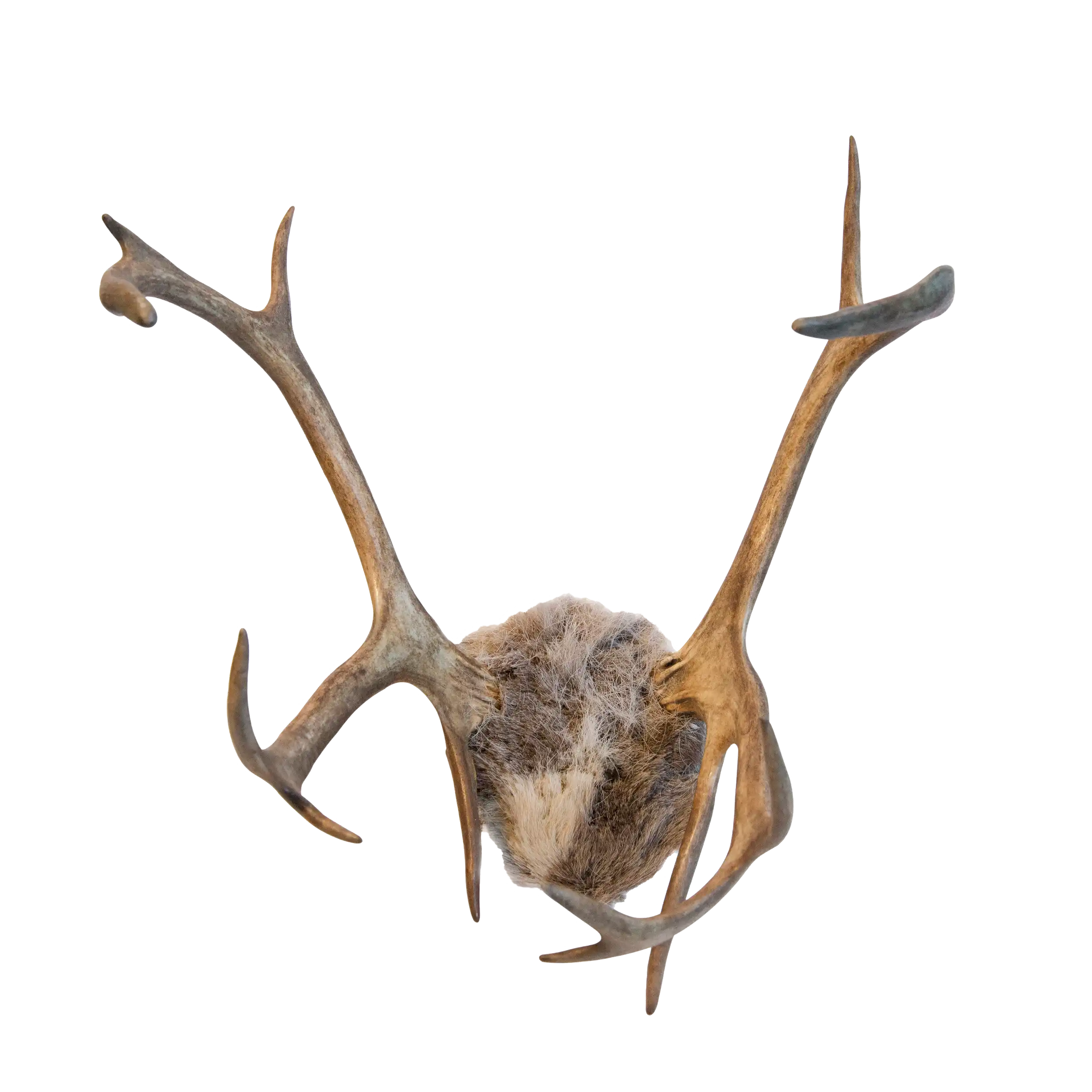 Reindeer antlers for lasso practise