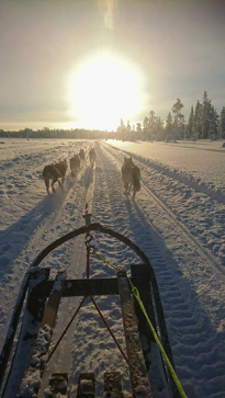 dog sled snow Lena Bjelfman Tentipi light sun blog