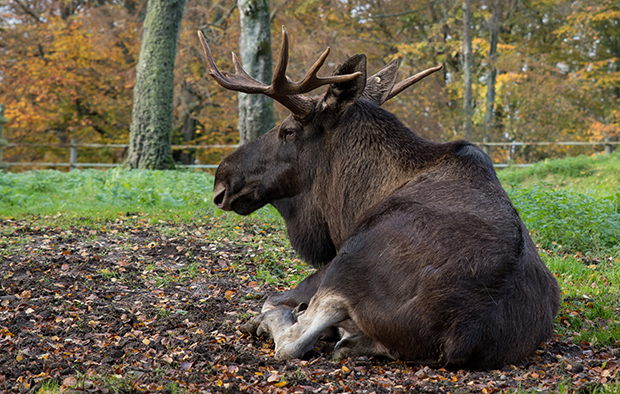 Hubbe the moose at Skånes Djurpark a zoo in southern Sweden