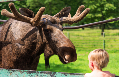 moose at Skånes Djurpark a zoo in southern Sweden