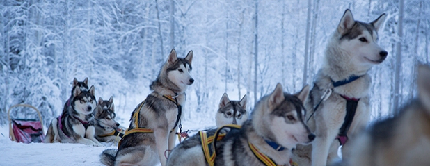 huskie adventure from the camp