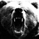 Bear hunt 9