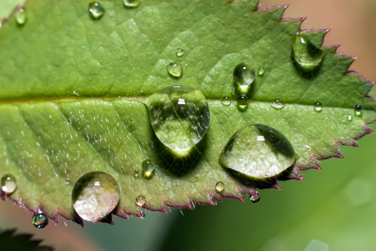 45384 raindrop on rose leaf
